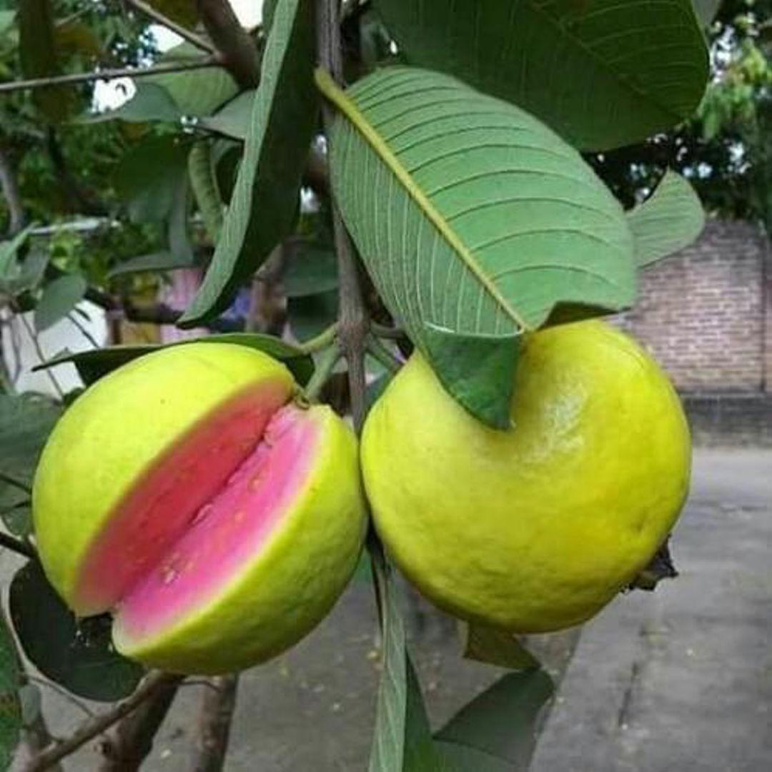 Lalit Guava