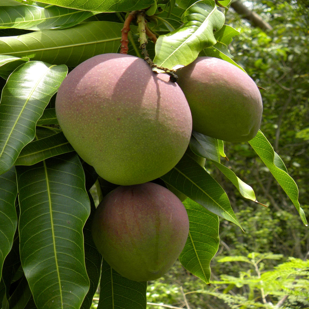 Pathiri Mango