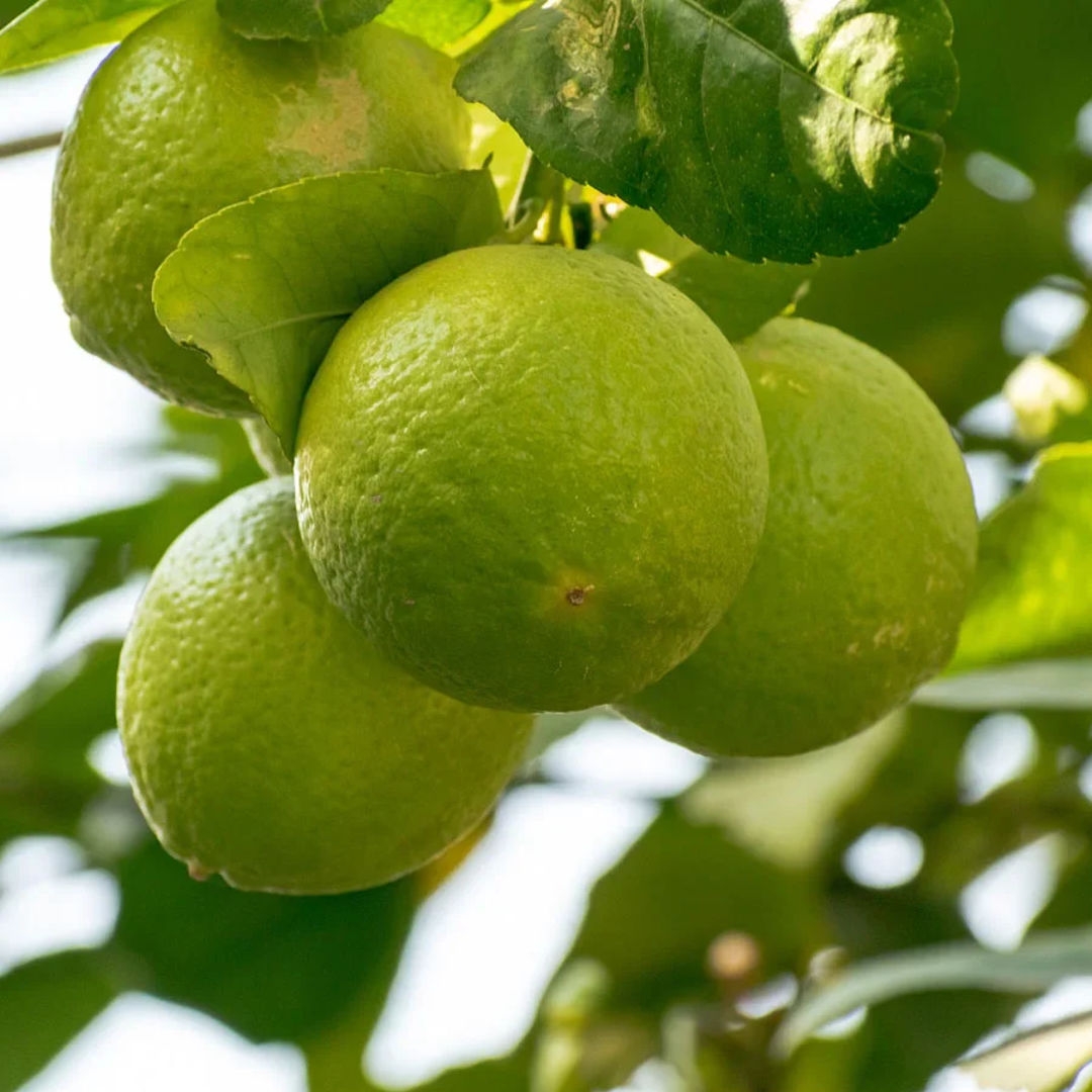 Sathukudi Orange