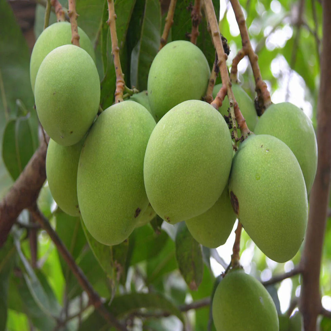 Neelisha Mango