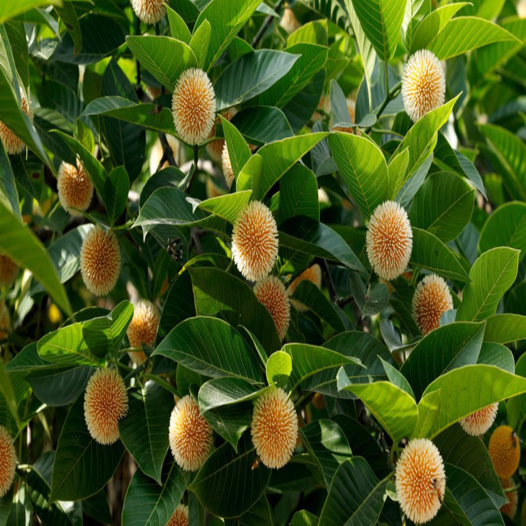Cadamba