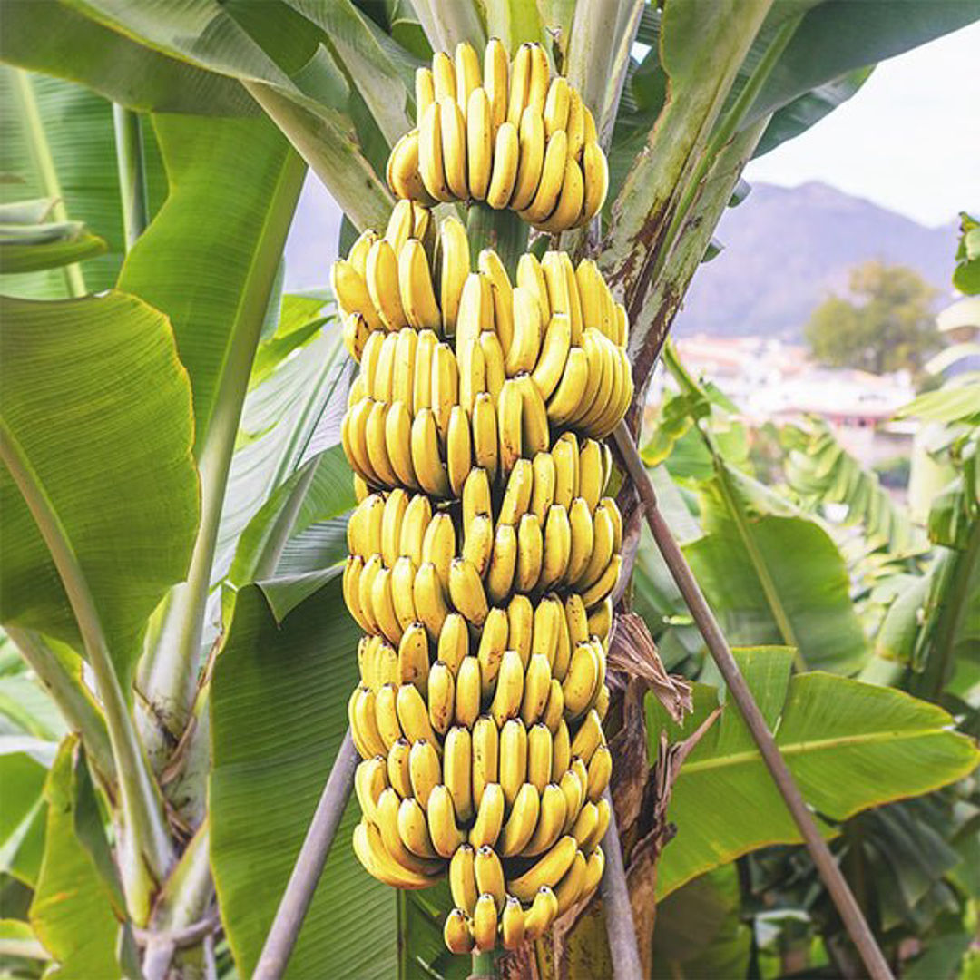 Banana G9