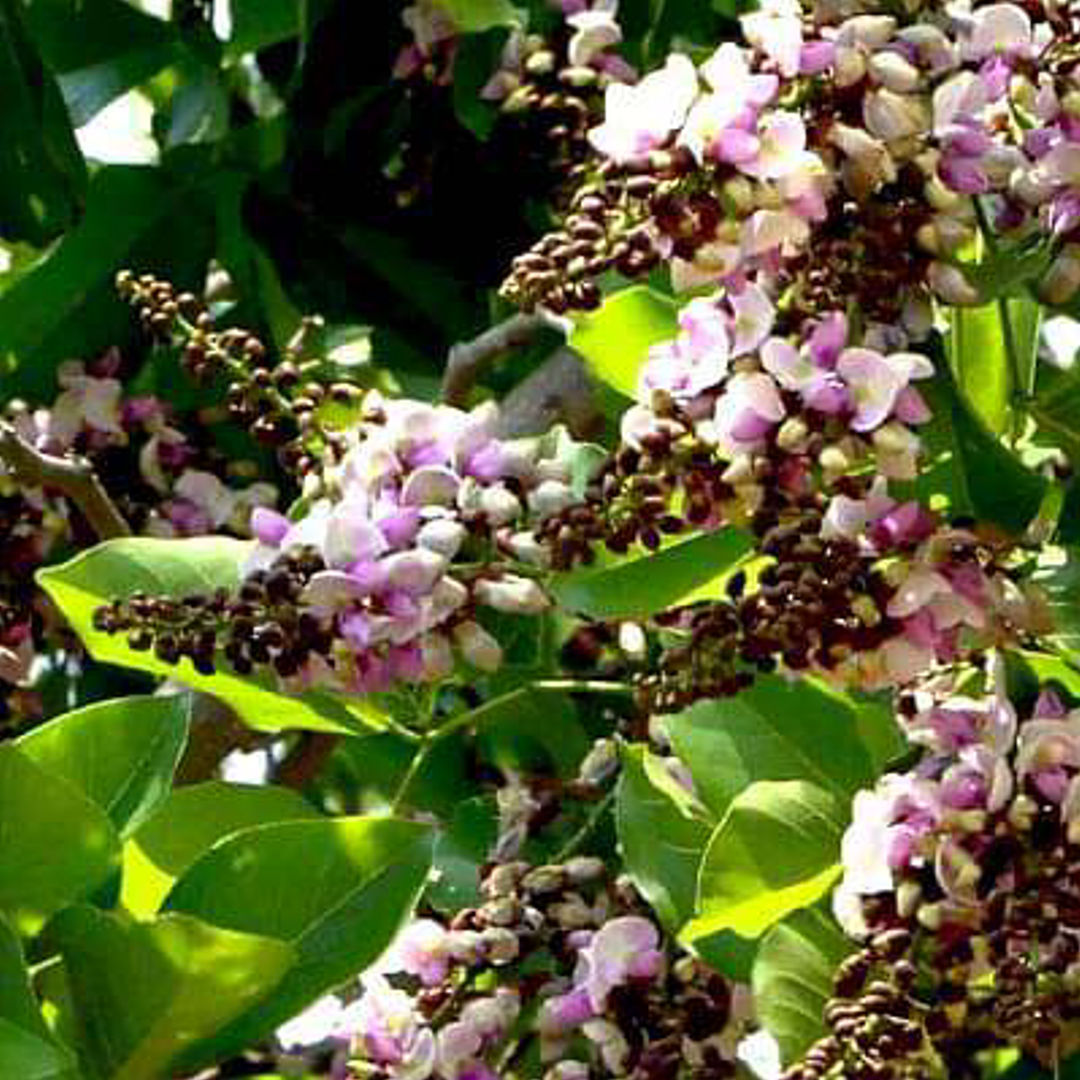 Karanj (Pongamia pinnata)