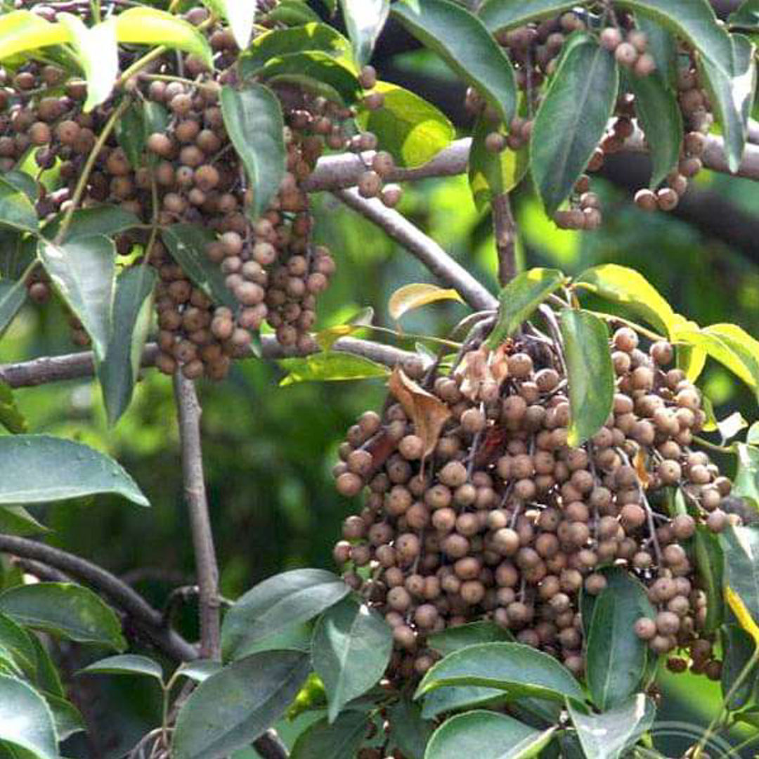 Bismodia