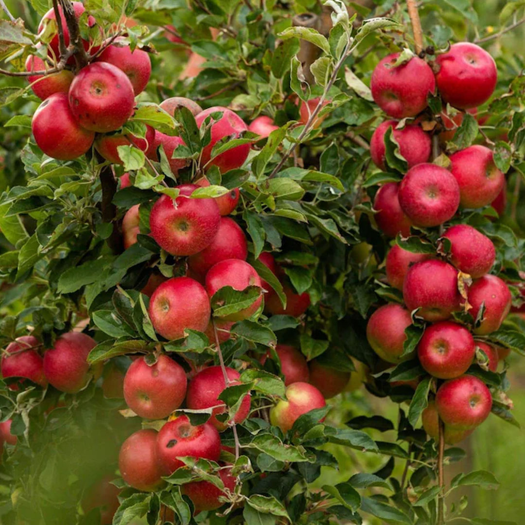 Apple HRM 99