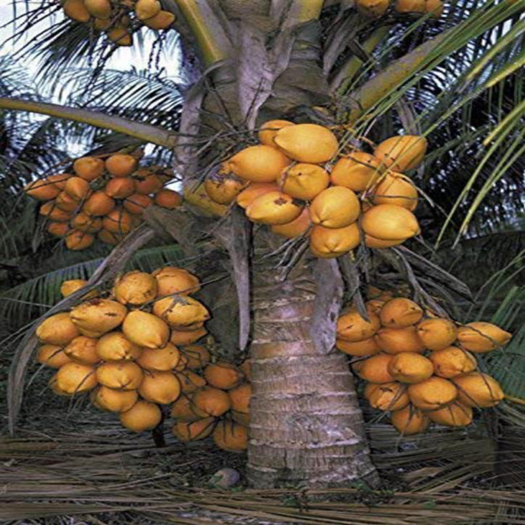 Thennai Malaysian Yellow