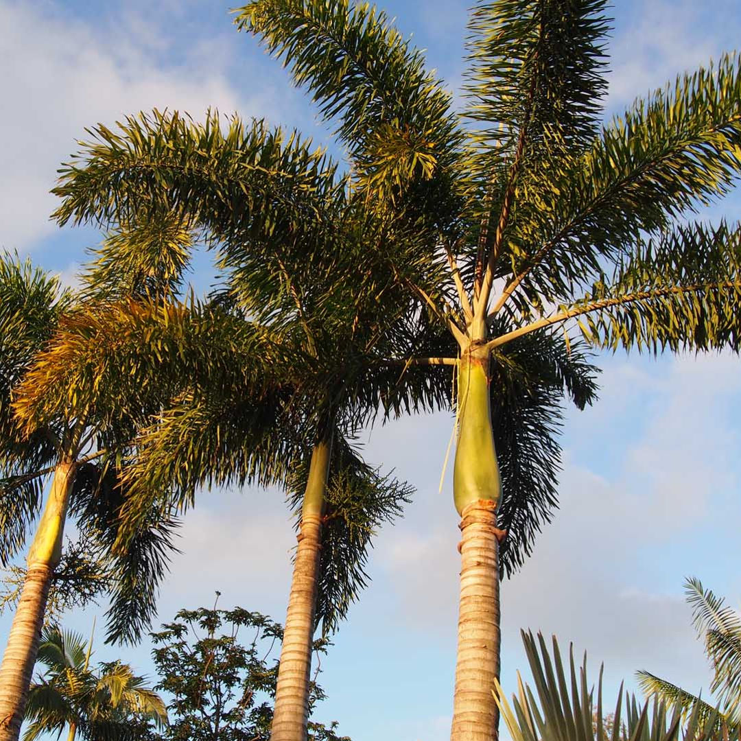 Fox Tail Palm