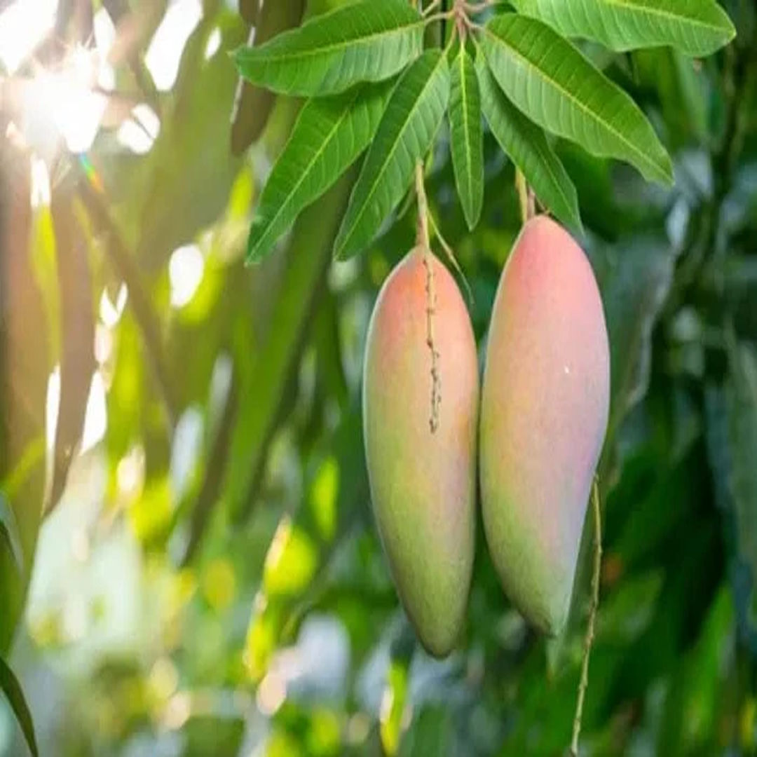 Red Ivory Mango