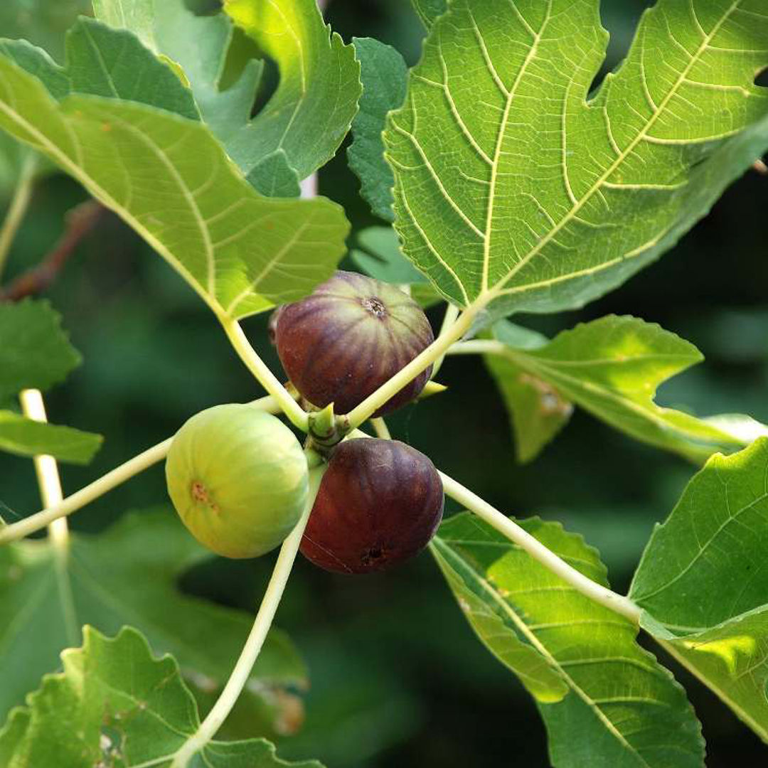 Afghan Fruit