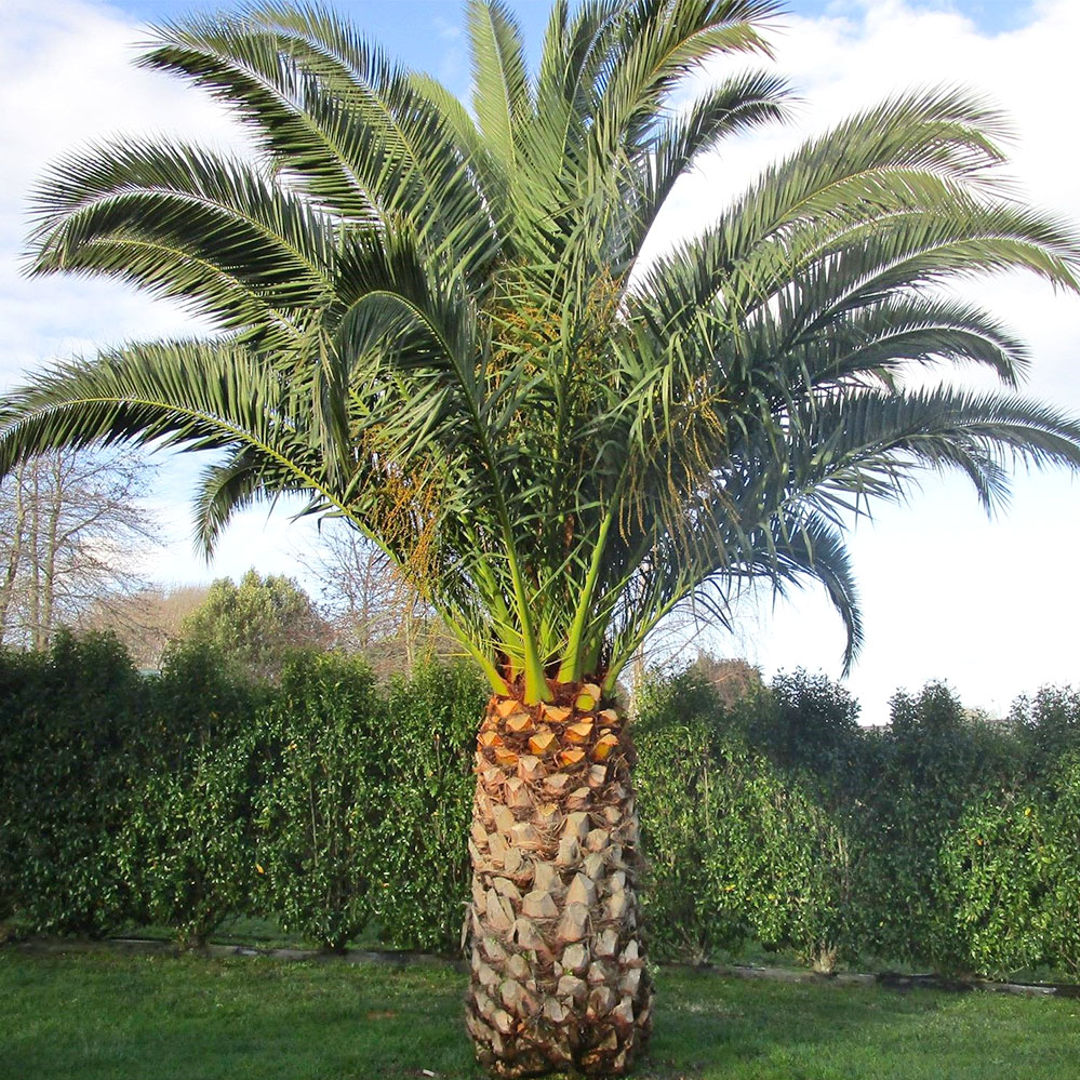 Phoenix Palm