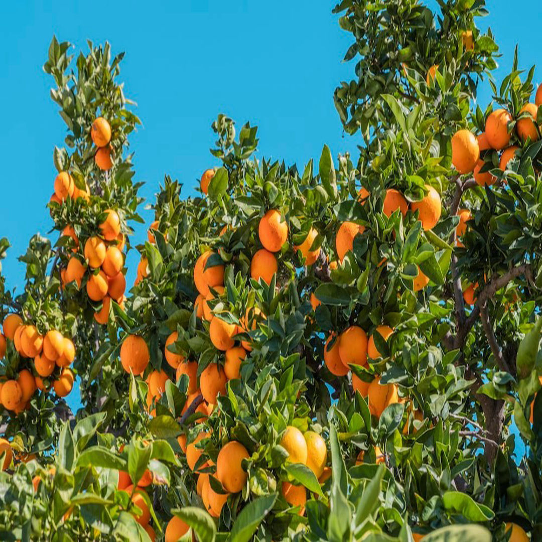 Kamala Orange