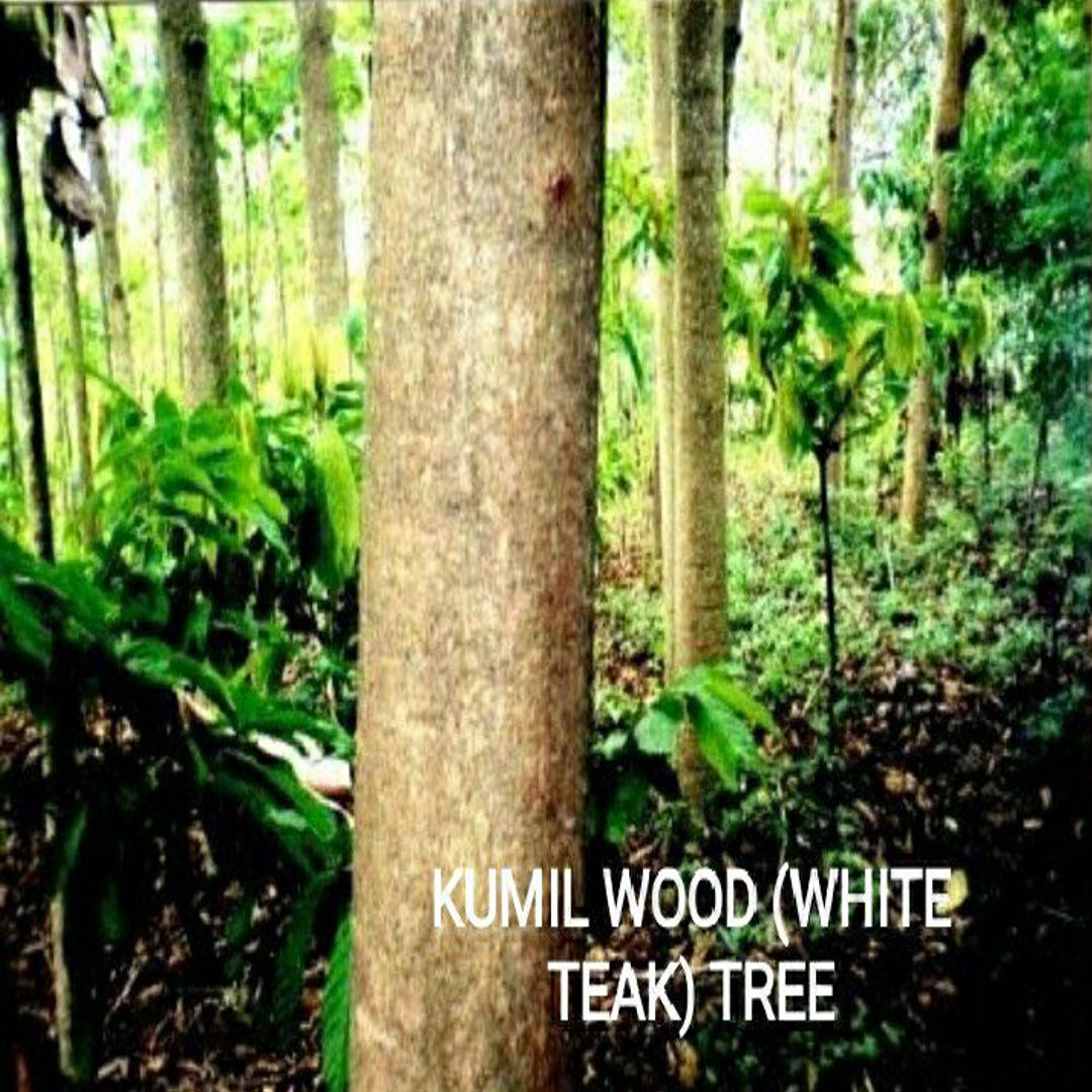 Kumil Teak
