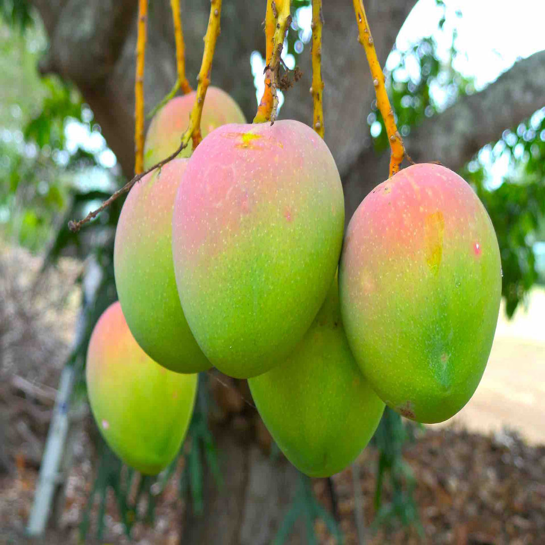 Sindhura Mango