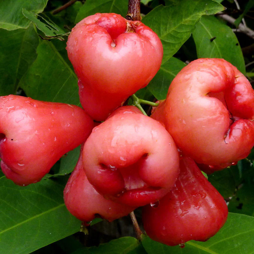 Water Apple Red