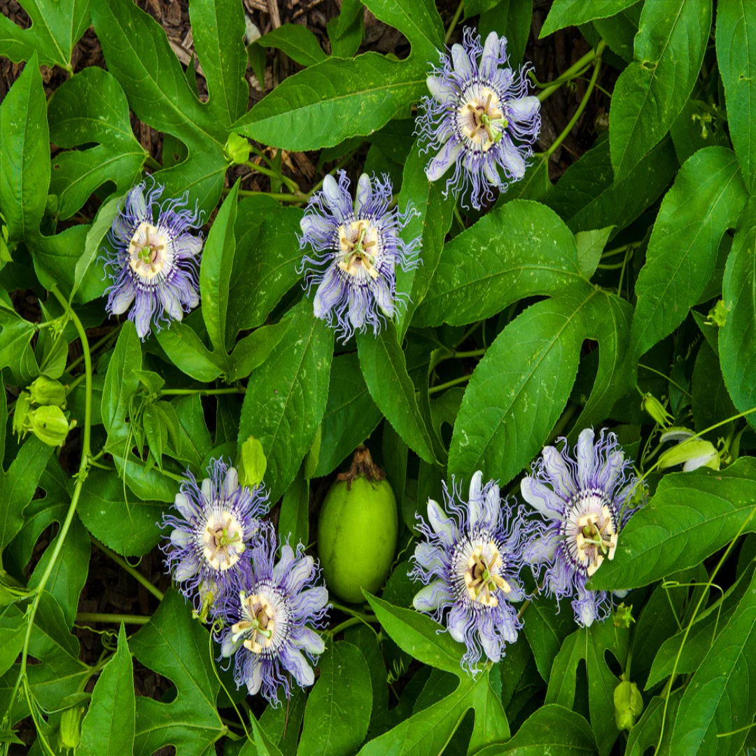 Passion Flower Creeper