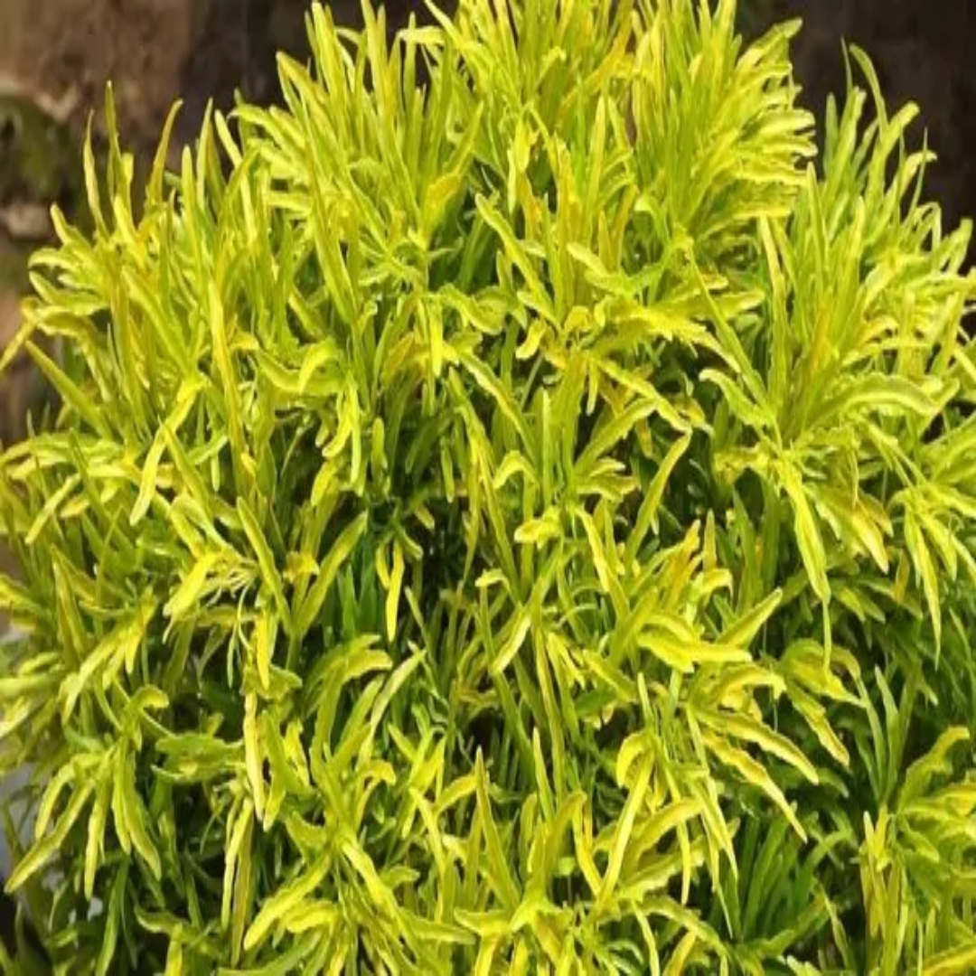 Aralia Golden