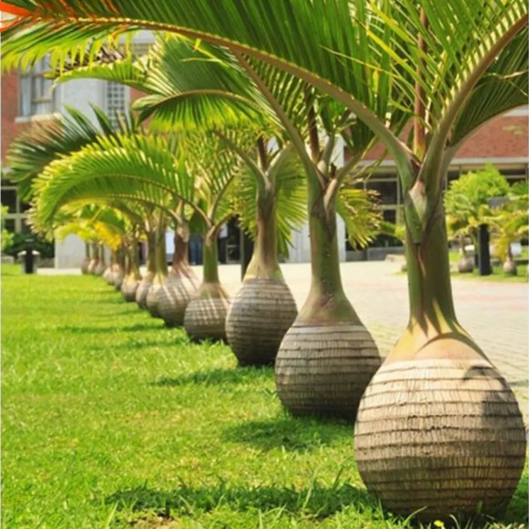 Champion Palm