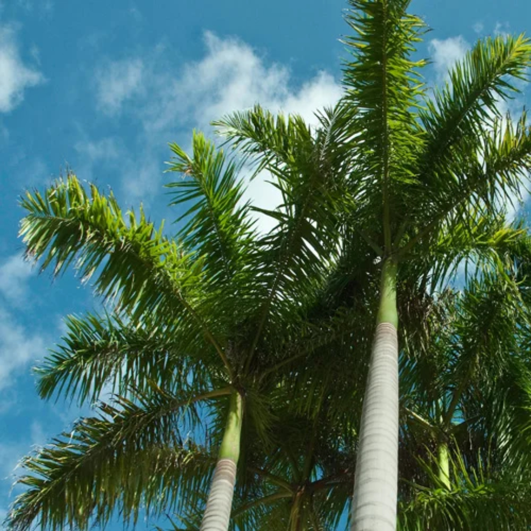 Royal Palm