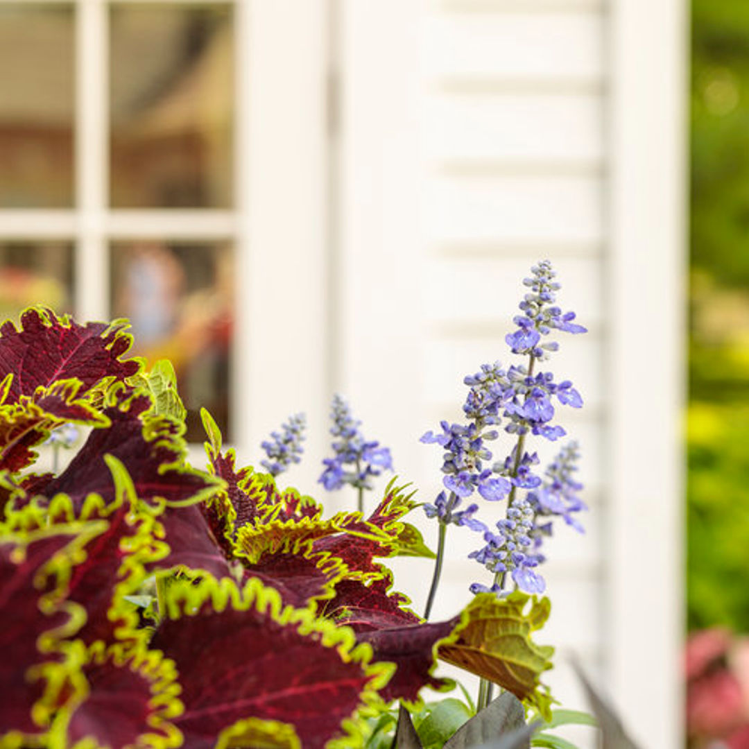 Coleus