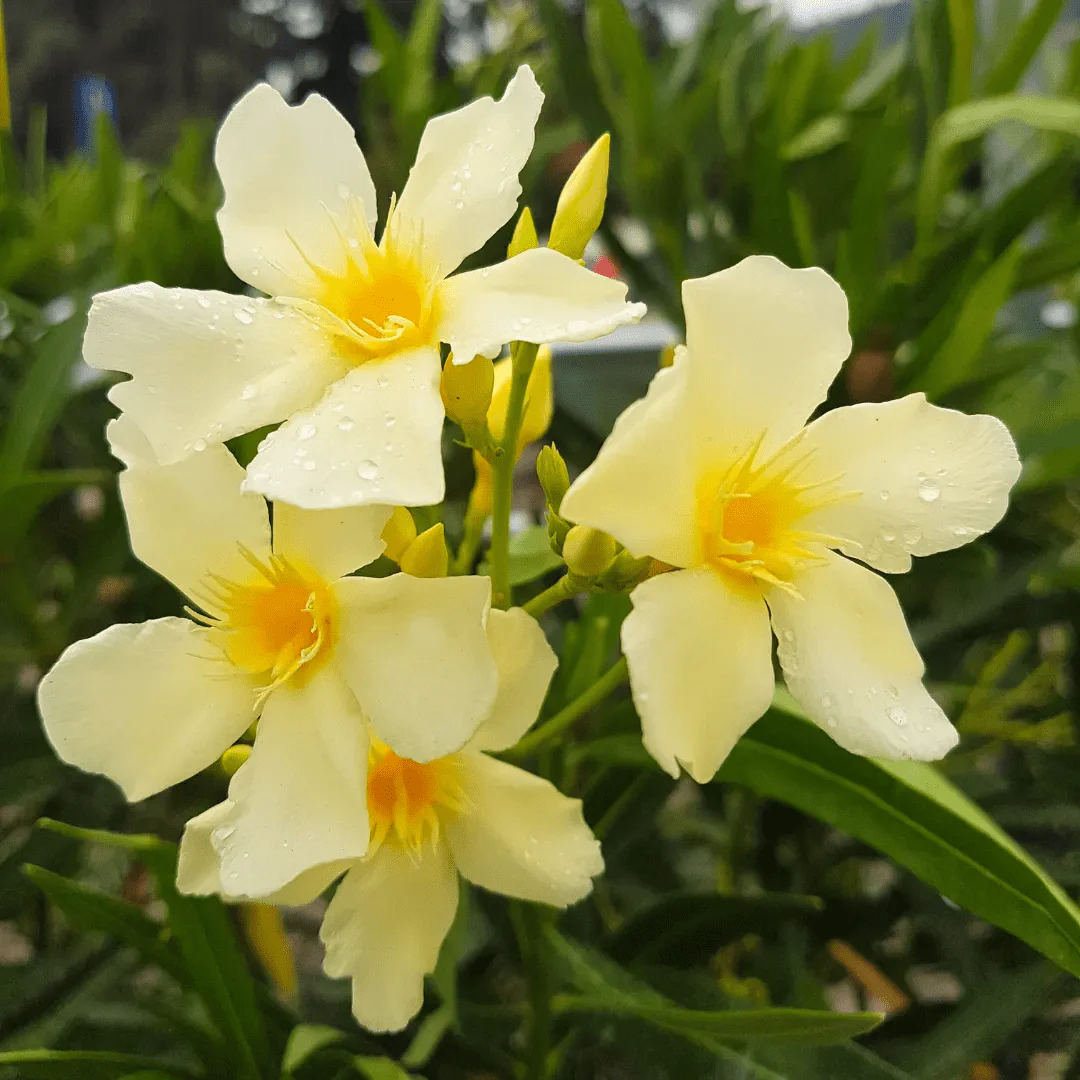 ARALI