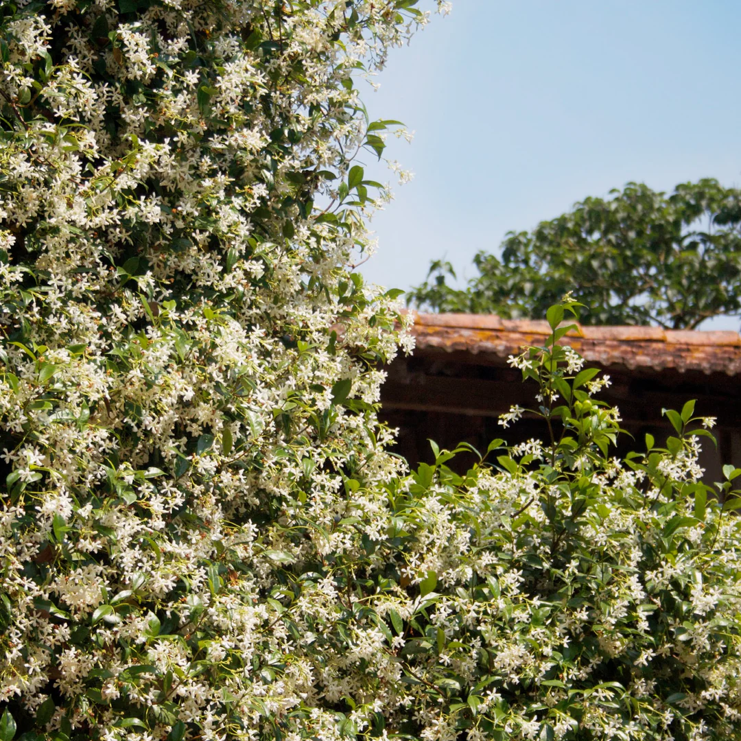 Jasmine Creeper