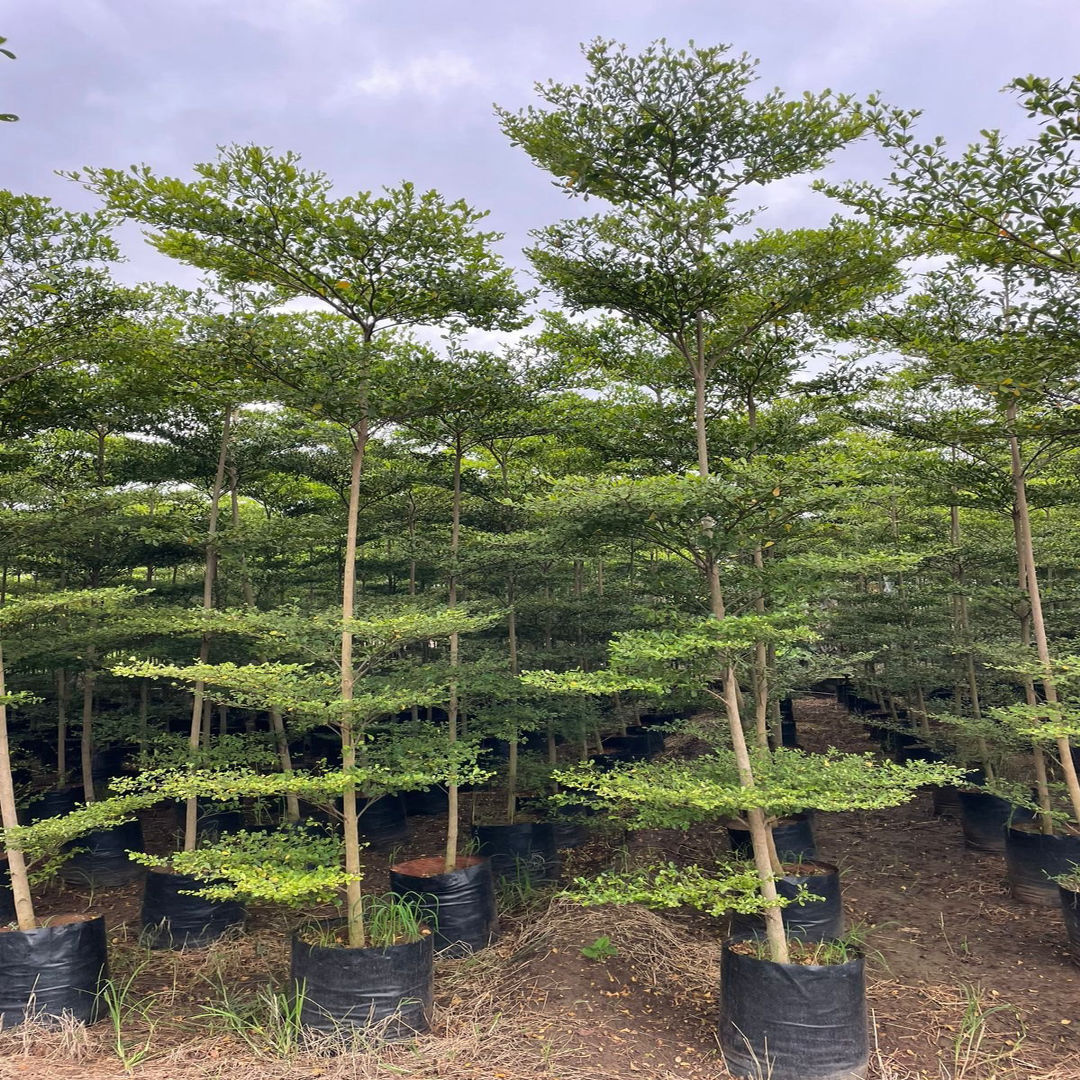 Terminalia