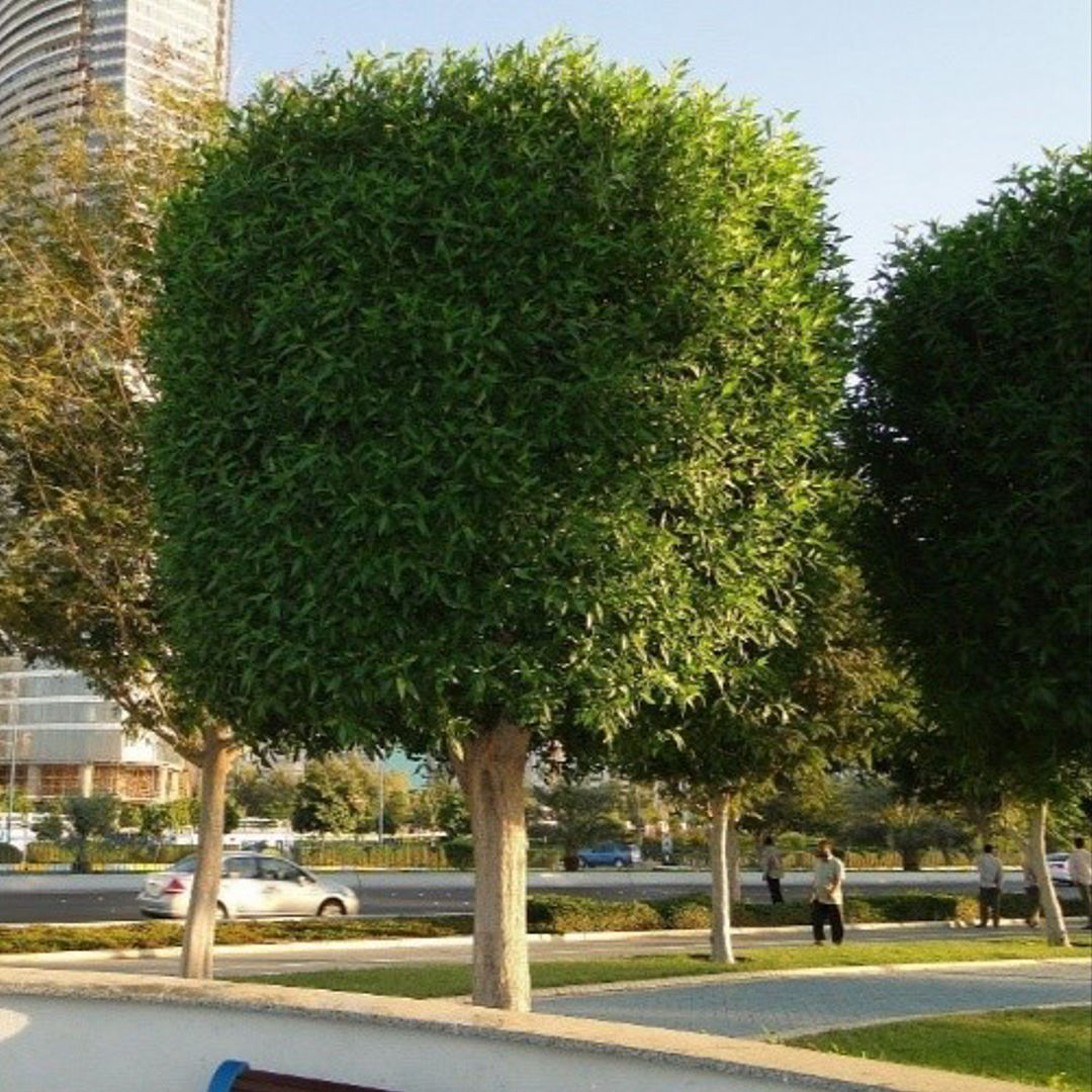 Conocarpus