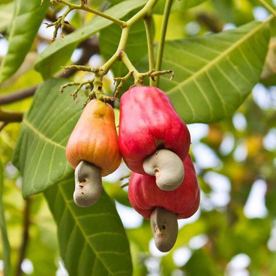 Cashew VR3