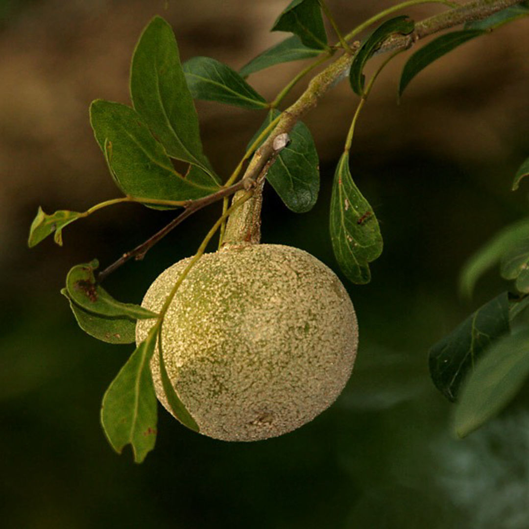 Wood Apple