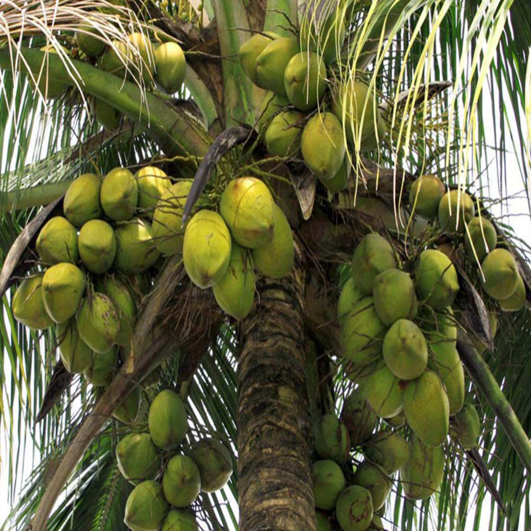 Thennai Andhra Tall