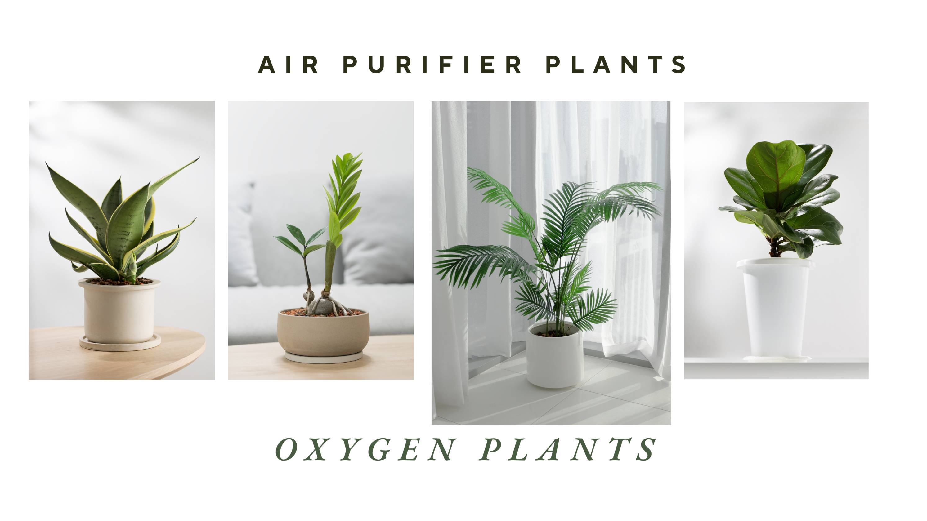 Air Purifiers