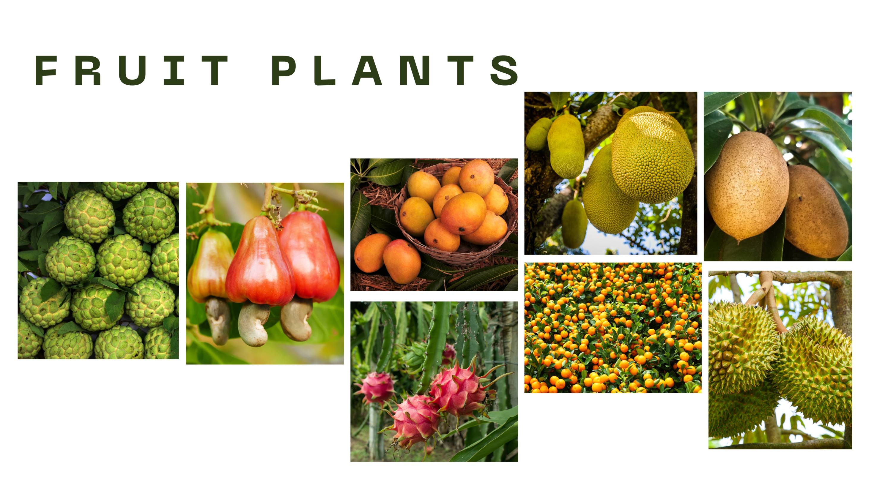 Fruit Plants