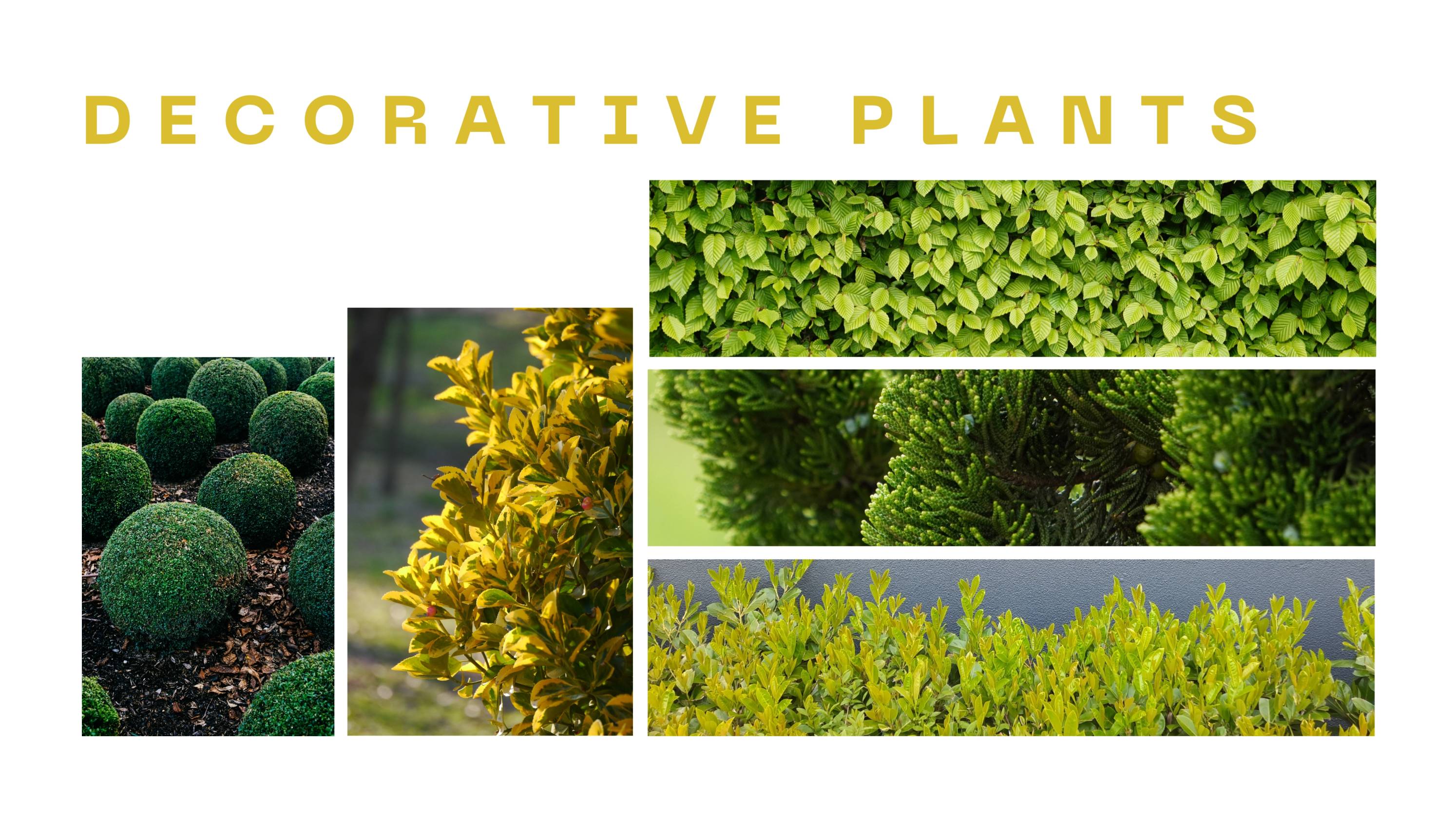 Decorable Plants